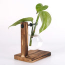 Florero Hidropónico de Vidrio con Soporte de Madera