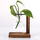 Florero Hidropónico de Vidrio con Soporte de Madera